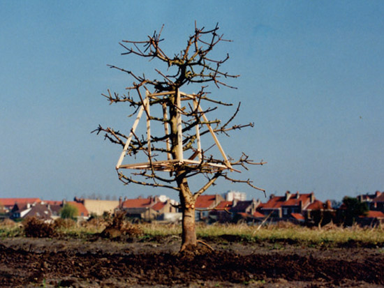 Photo (érable champêtre) 1999